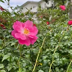 Cremona Heringsdorf (Usedom)